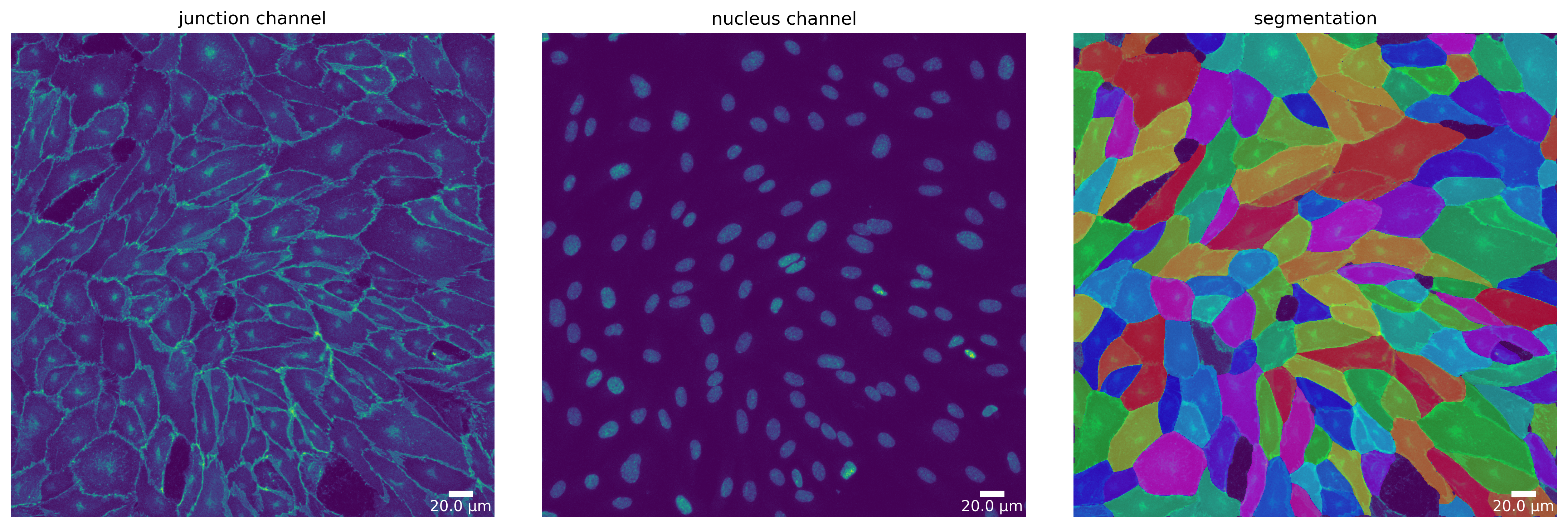 ../_images/notebooks_polarityjam-notebook_21_0.png