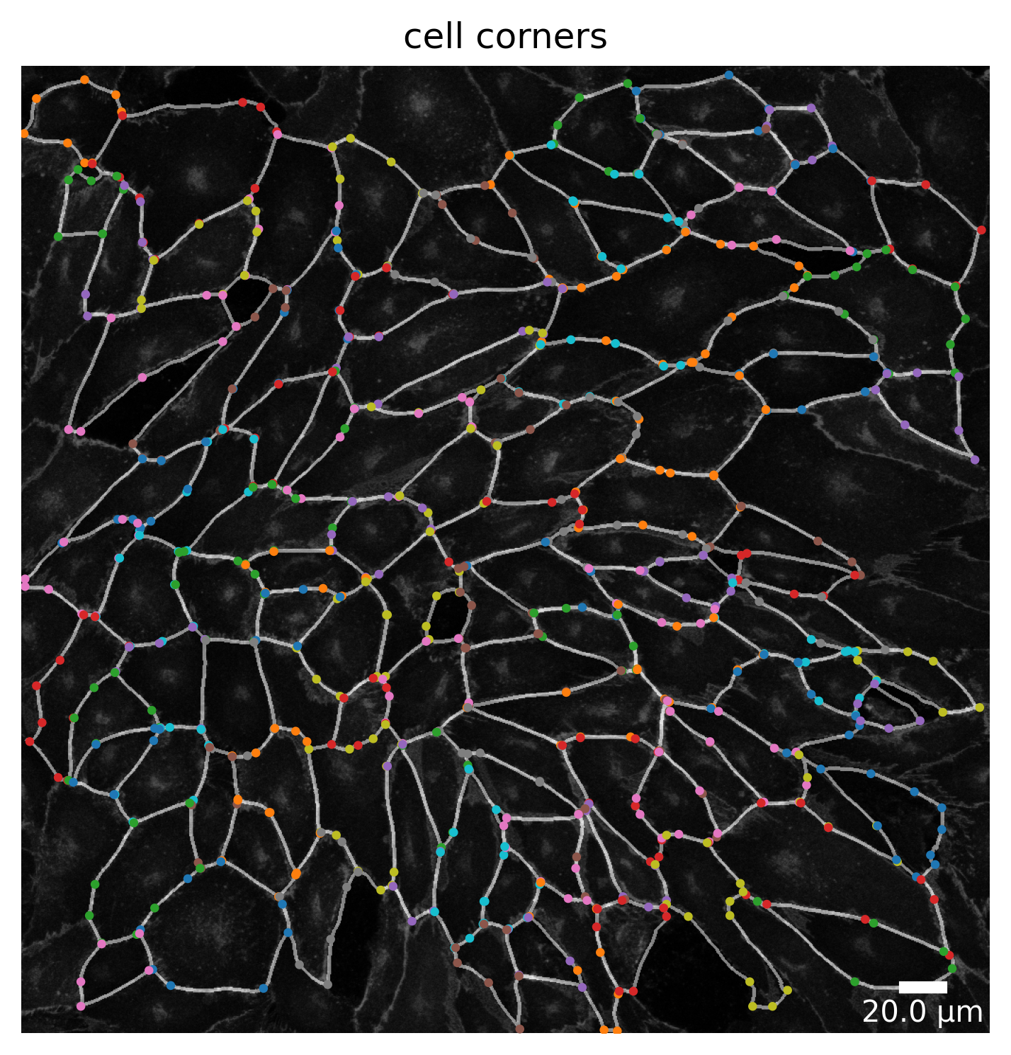 ../_images/notebooks_polarityjam-notebook_42_7.png