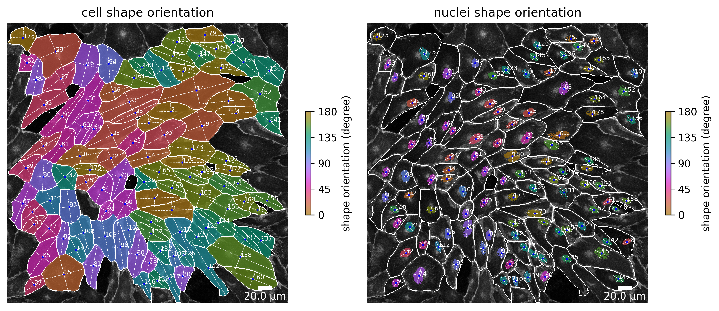 ../_images/notebooks_polarityjam-notebook_vis_14_0.png
