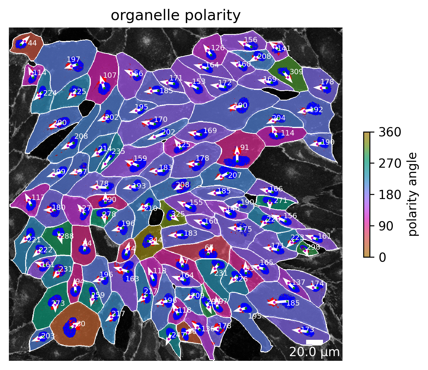 ../_images/notebooks_polarityjam-notebook_vis_9_0.png
